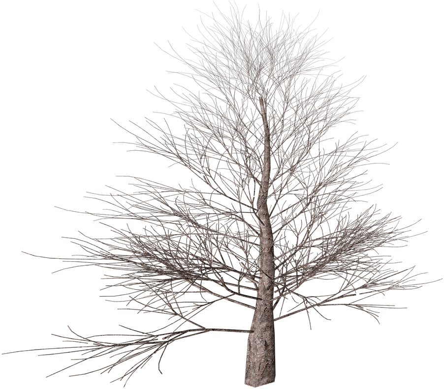 Tree No Leaves Png (1280x800), Png Download
