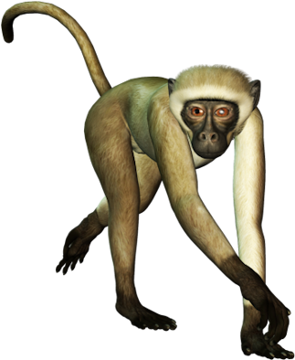 White-monkey - White Monkey Png (331x400), Png Download