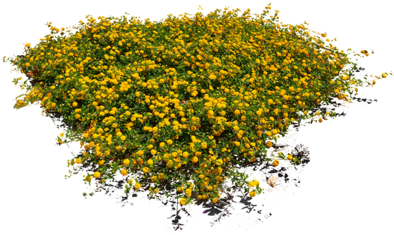 Flower Plants Png - Flower Top View Png (640x424), Png Download