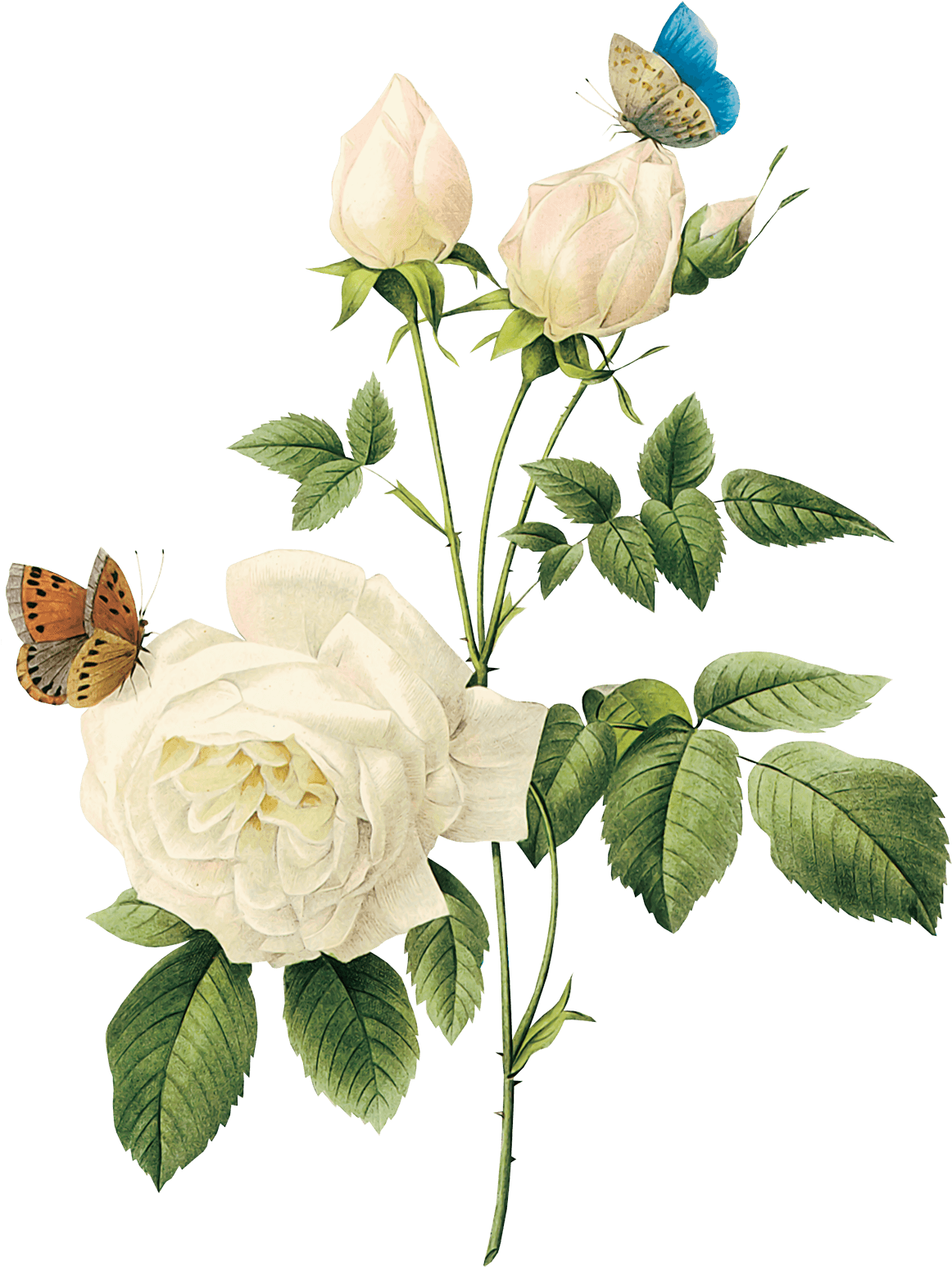 Aren't Women Allowed To Practice Self Love - White Vintage Flowers Png (1200x1603), Png Download
