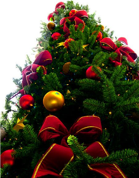 Christmas Tree Sxc Hu, Png Transparency - Blue And Yellow Christmas Tree (450x600), Png Download