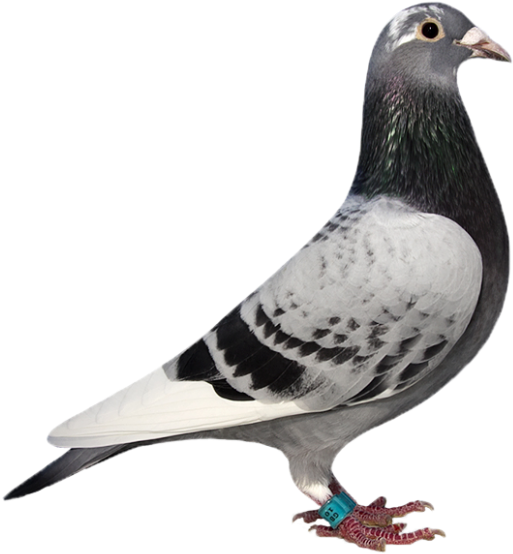 This Beautiful Checker Pied Hen Gb10l40803 Was Bred - Rock Dove (640x640), Png Download