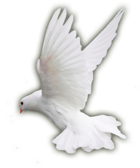 The Countries Of The World Had Paid A Heavy Price During - Stock Dove (340x368), Png Download