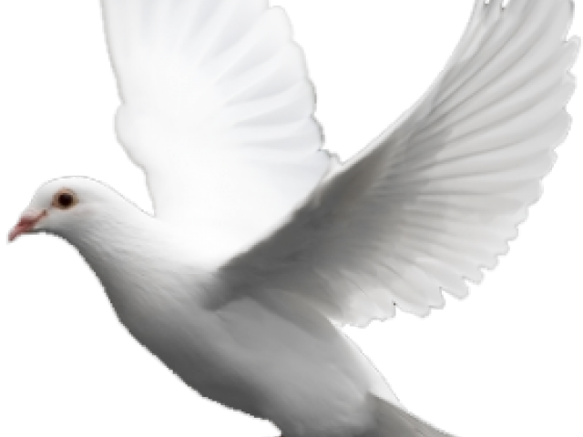 Pigeon Png Transparent Images - White Pigeon Flying Png (640x480), Png Download