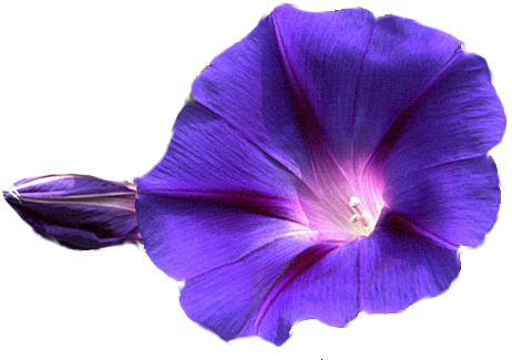 Download Png Image Report - Morning Glory Transparent Background (475x350), Png Download