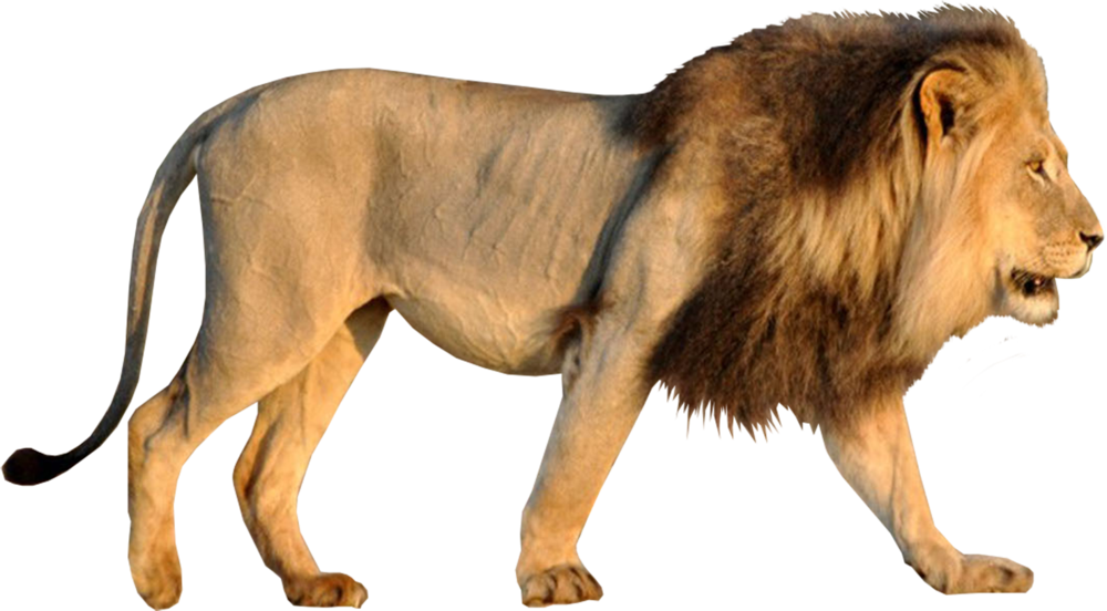 Share This Image - Lion (1000x552), Png Download