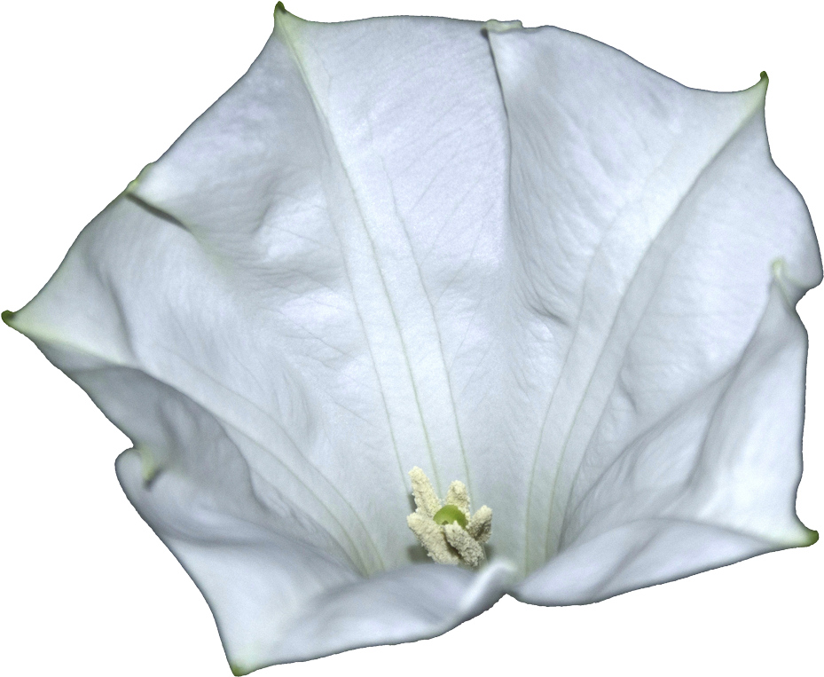 Datura-metel Flower - Thumbnail (1164x976), Png Download