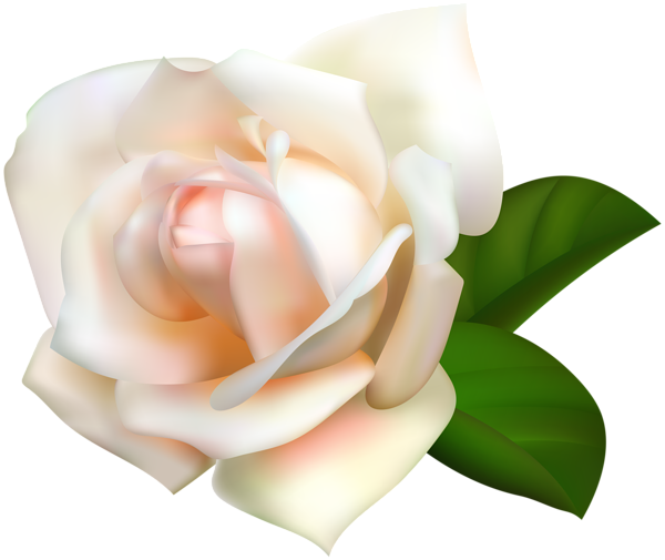 Rose Png - Rose (600x505), Png Download