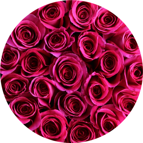 Hot Pink Roses In Round Flower Box - Flower (478x480), Png Download