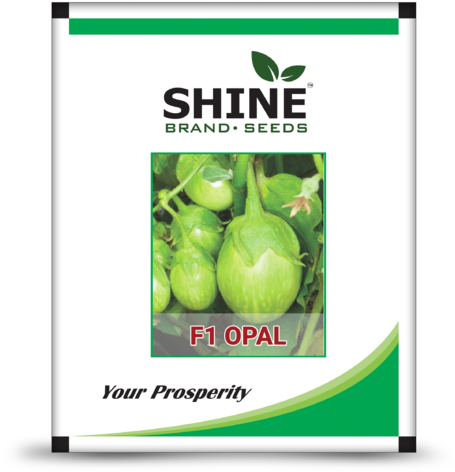 Hybrid Brinjal Seeds - F1 Opal Brinjal (480x500), Png Download