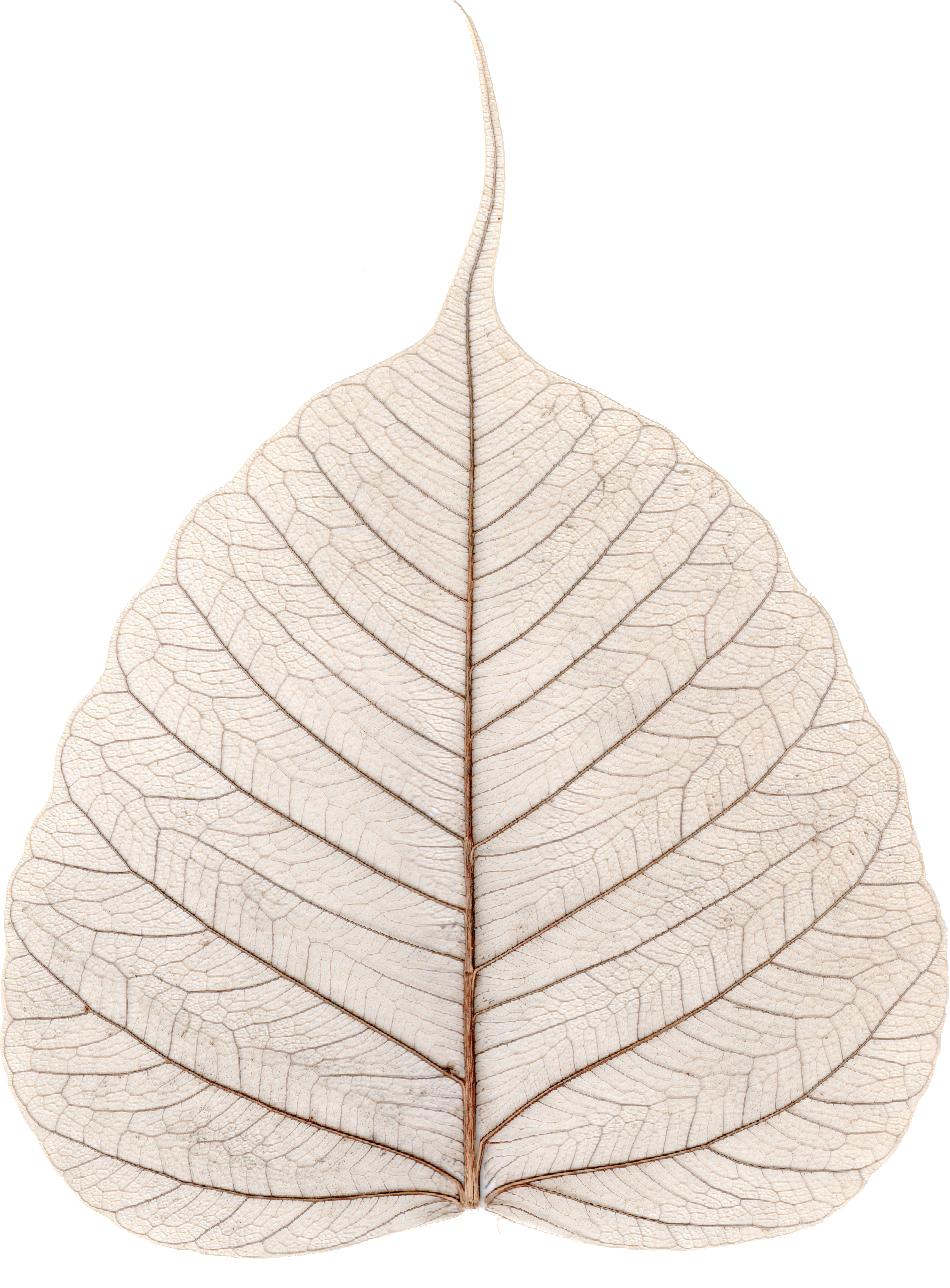 File - Skeletonized Leaf - Ficus Religiosa - Kolkata (755x1023), Png Download