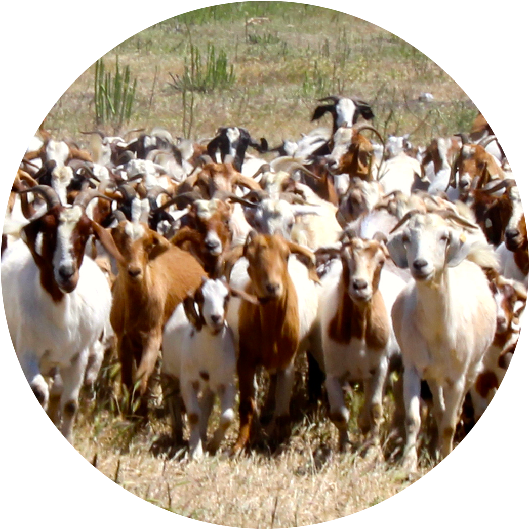 Goats - Herd Of Goats (1087x1087), Png Download