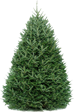 Fraser-fir Original - Fraser Fir Christmas Tree (500x500), Png Download