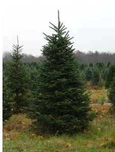 Learn About The Fraser Fir, Another Classic Christmas - Christmas Tree (400x300), Png Download