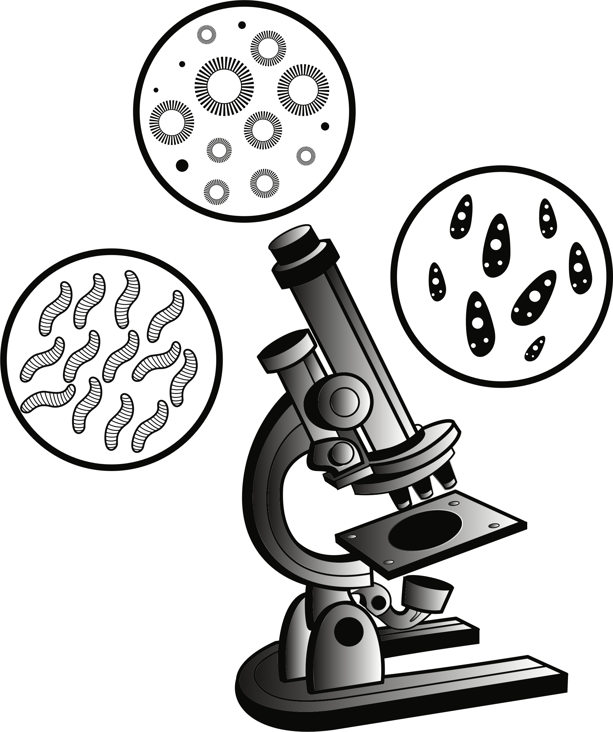 Big Image - Microscope Clipart (1987x2373), Png Download