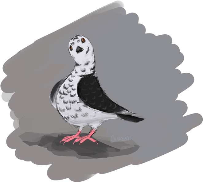“ Pigeon Doodle ” - Doodle (675x600), Png Download