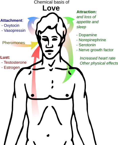 Chemical Basis Of Love (492x580), Png Download