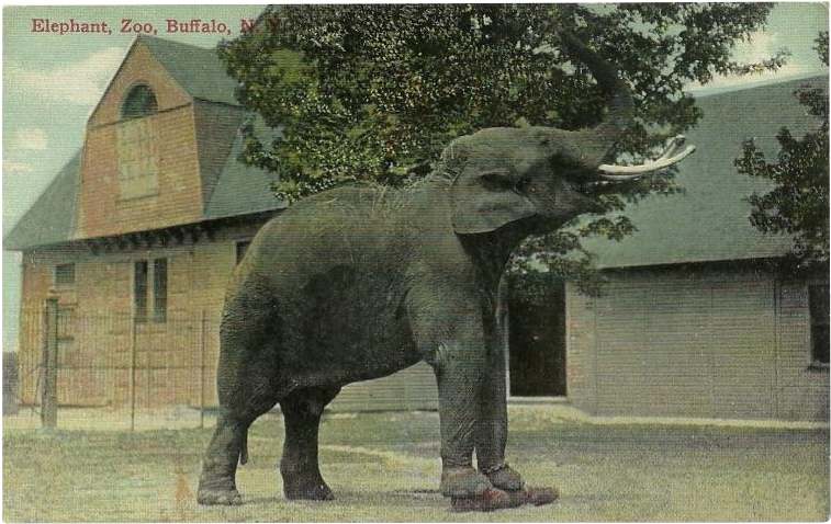 Vintage Postcard Of Elephant At The Buffalo, N - Buffalo (756x756), Png Download