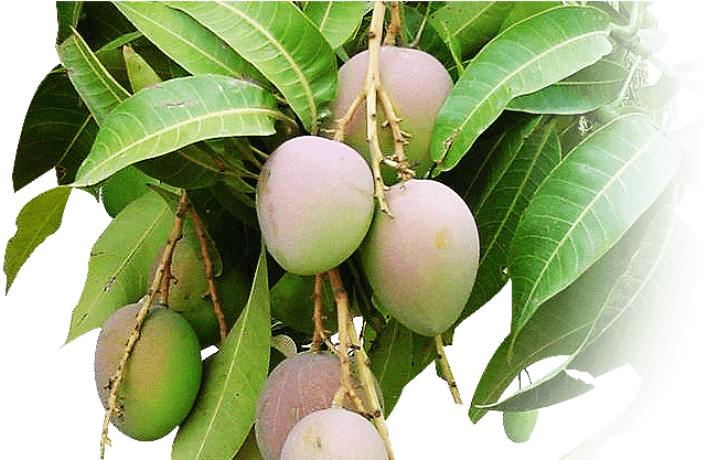 0 - Alphonso Mango Tree Buy (660x416), Png Download