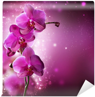 Full Wall Orchid Flower (400x400), Png Download