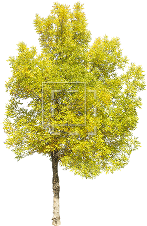 Tall Green Juniper - Green Yellow Trees Png (450x450), Png Download