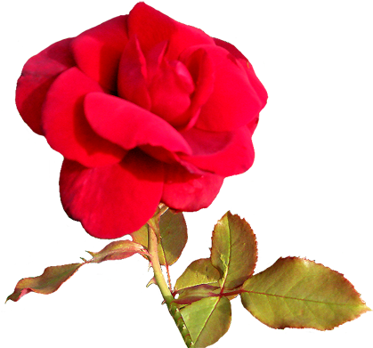 Red Rose For A Valentine Greeting, Red Valentine Day - Love You Pink Rose Heart Images Gif (443x413), Png Download