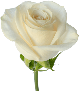 Vendela - Cream Colored Rose Png (380x430), Png Download