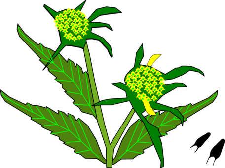 Flowering Plant Plant Stem Leaf Food - Food (456x340), Png Download