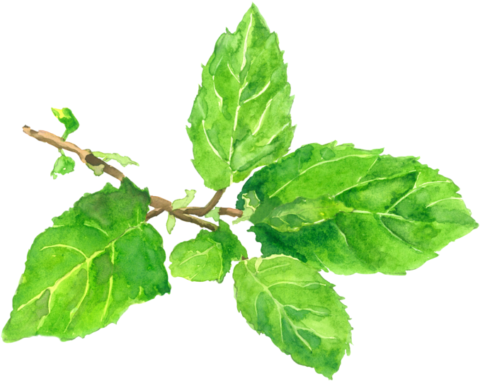 Tulsi, The Sacred Plant “symbol Of Purity” For Purified - Bay Laurel (765x600), Png Download