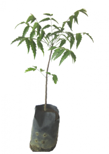 Houseplant (500x500), Png Download