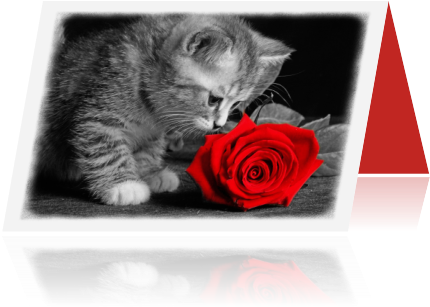 Photo Dieren Kaarten Kat 03 Zpsmvq4cuus - Cat (455x350), Png Download