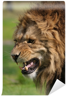 Angry Lion (400x400), Png Download