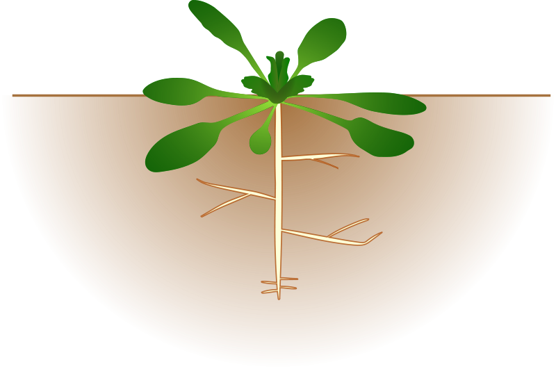 Free Download Plante Fixatrice D Azote Clipart Plants - Arabidopsis Clipart (800x531), Png Download