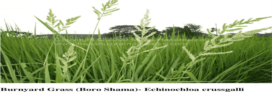 Sweet Grass (1200x630), Png Download