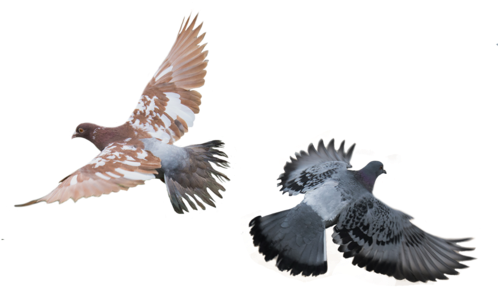 Flying Birds - Güvercinler Png (500x500), Png Download