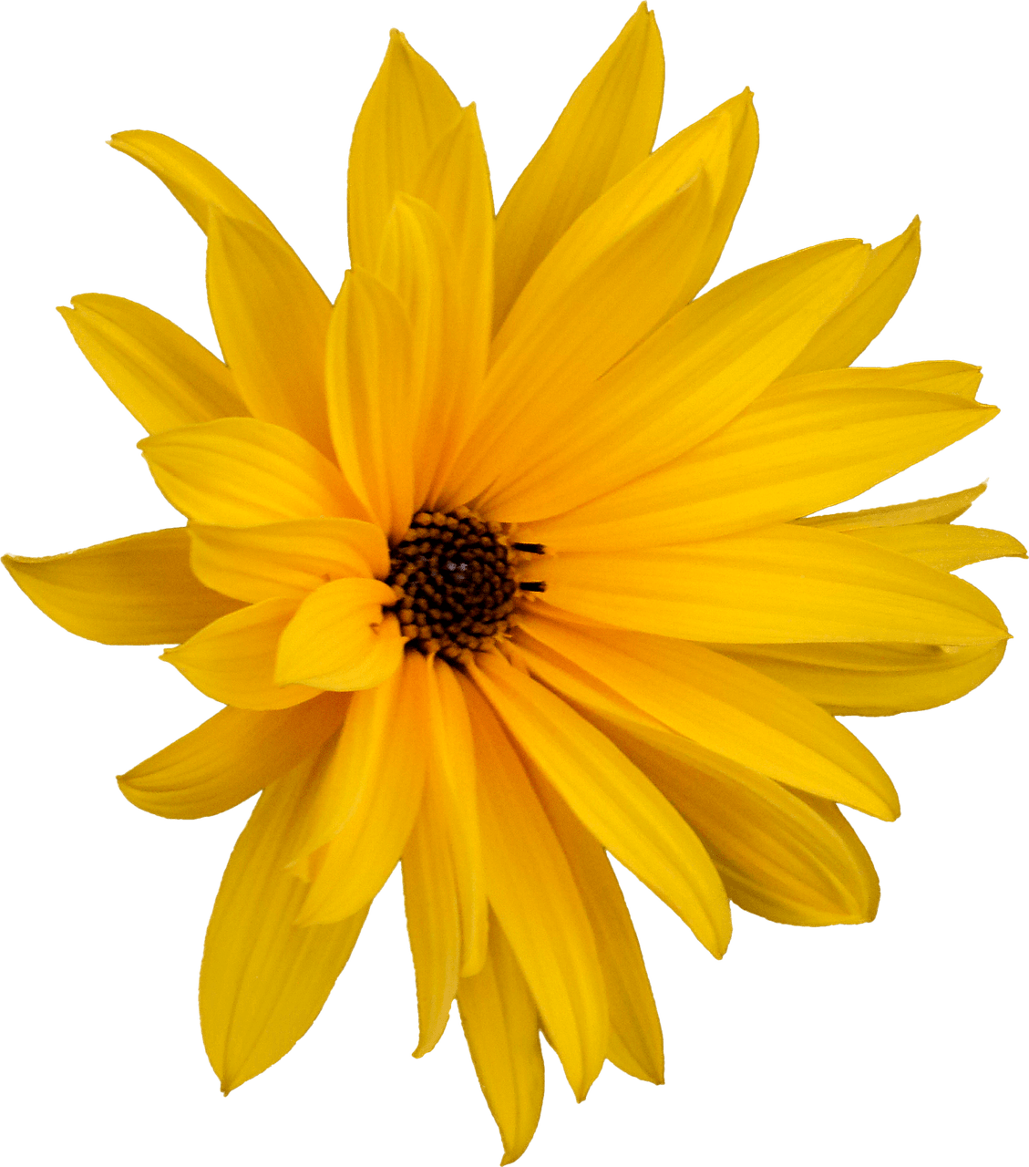 Flower Marguerite Png - Jerusalem Artichoke Flower Png (1129x1280), Png Download