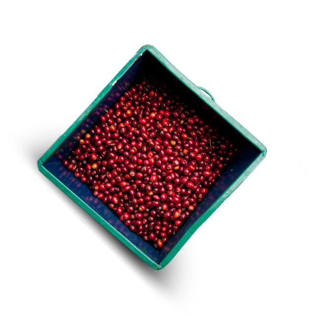 Nespresso Uses Ripe Cherries With Optimum Bean Density - Bead (649x642), Png Download