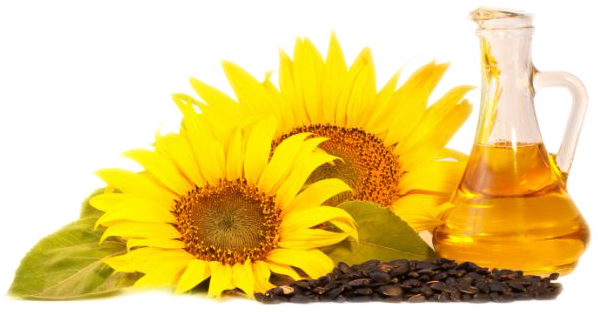 Sunflower Oil Png - Sunflower Seed Oil Png (598x312), Png Download