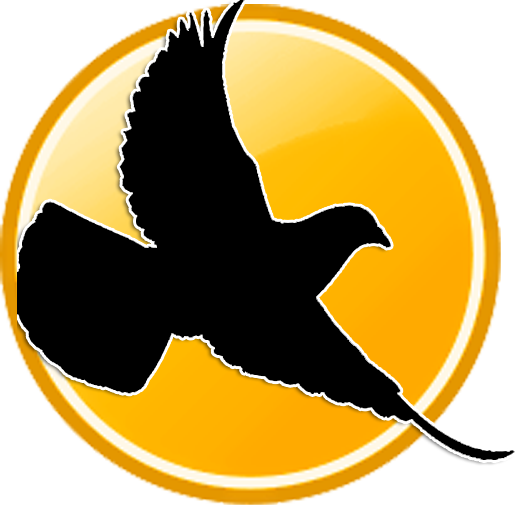 Winning Tips For Racing Pigeons (518x505), Png Download