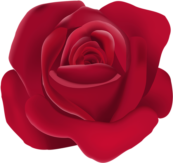 Rose Png (600x564), Png Download