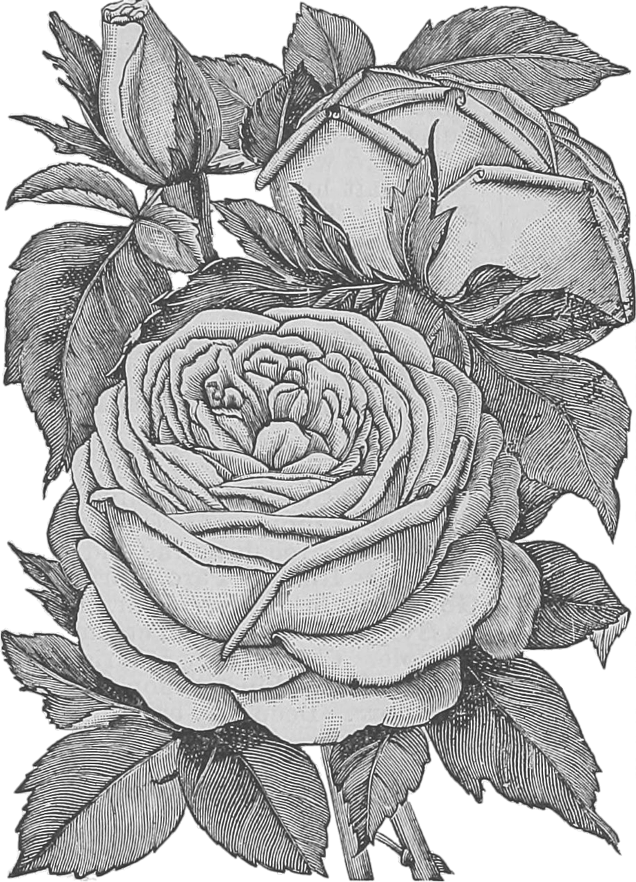 Black And White Real Life Flowers Transparent (500x693), Png Download