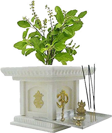 Shaligram Vivah / Tulsi Vivah / Ghat Vivah - Tulsi Plant (374x440), Png Download