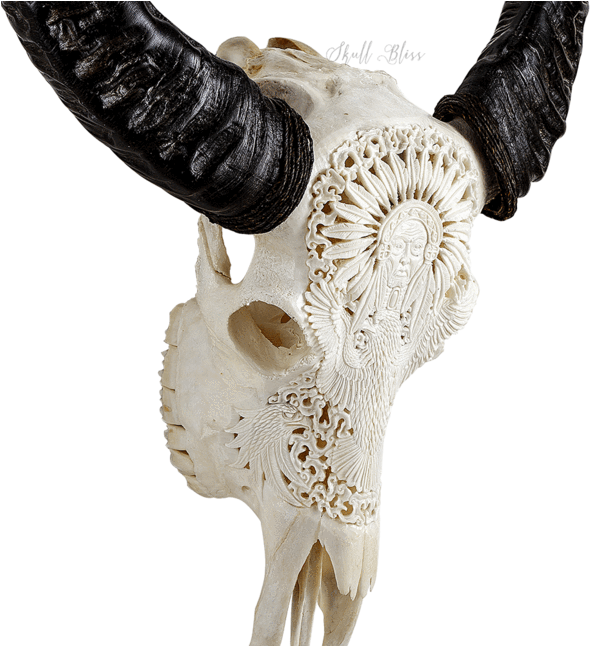 Carved Buffalo Skull - Skull (645x645), Png Download