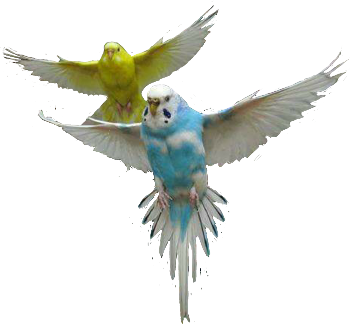 Parrot Parrots Bird Fly Air Up Sky Colors Cute - Parrot (699x692), Png Download