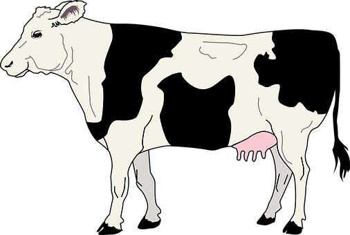 Cow Livestock Cattle Farm Animal Beef Dair - Side Of A Cow (506x340), Png Download