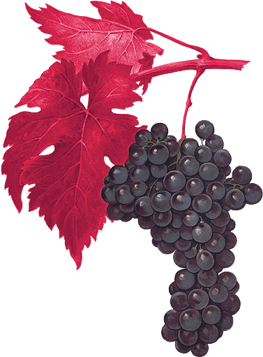 5 Acres Planted March - Giclee Painting: Kreyder's San Gioveto Grape, 61x46in. (400x533), Png Download