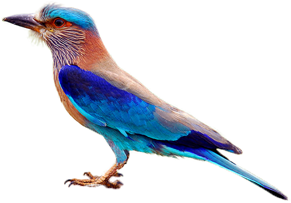 Indian Roller - Telangana Bird (600x429), Png Download