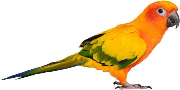Picture Of Bird - Bird (665x348), Png Download