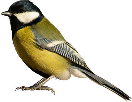 Unique Bird Background Pictures Bird Png - Bird White Background (445x355), Png Download