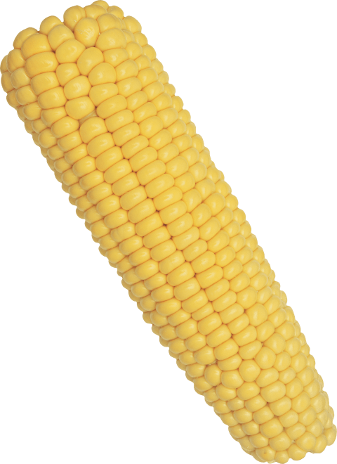 Free Png Corn Png Images Transparent - Corn On The Cob Png (480x660), Png Download
